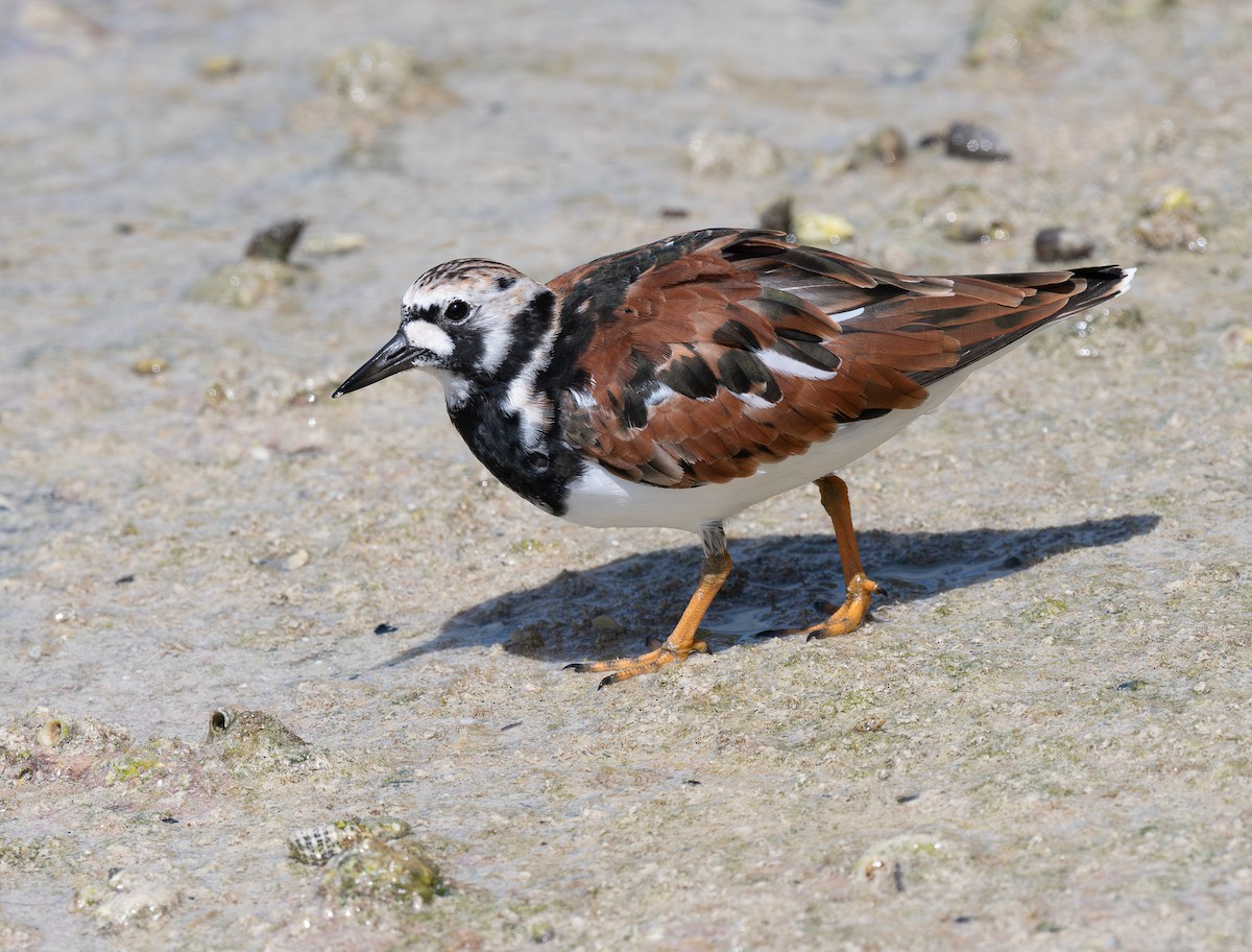 Алаг хайргач - ML644243059