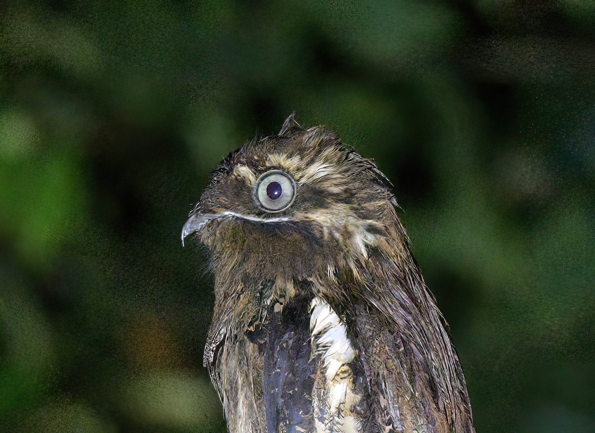 Поту довгохвостий - ML644243066