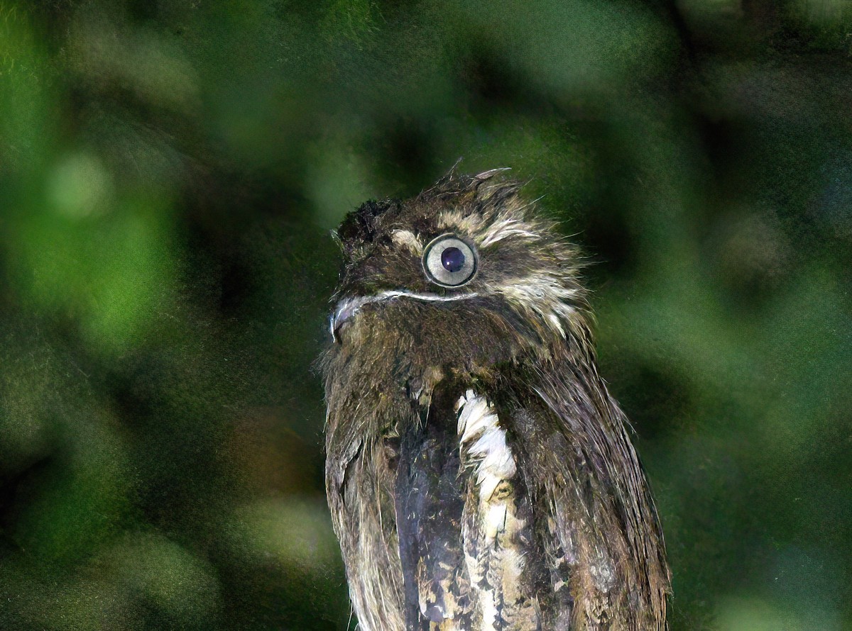 Поту довгохвостий - ML644243067