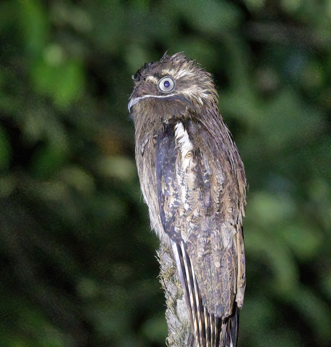 Поту довгохвостий - ML644243068