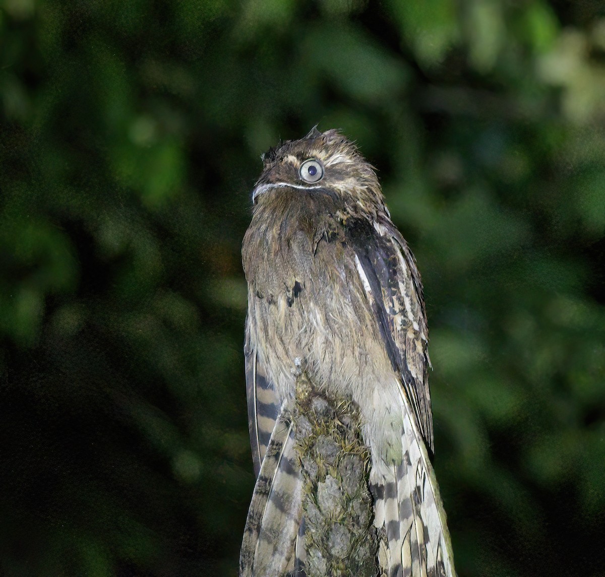 Поту довгохвостий - ML644243069