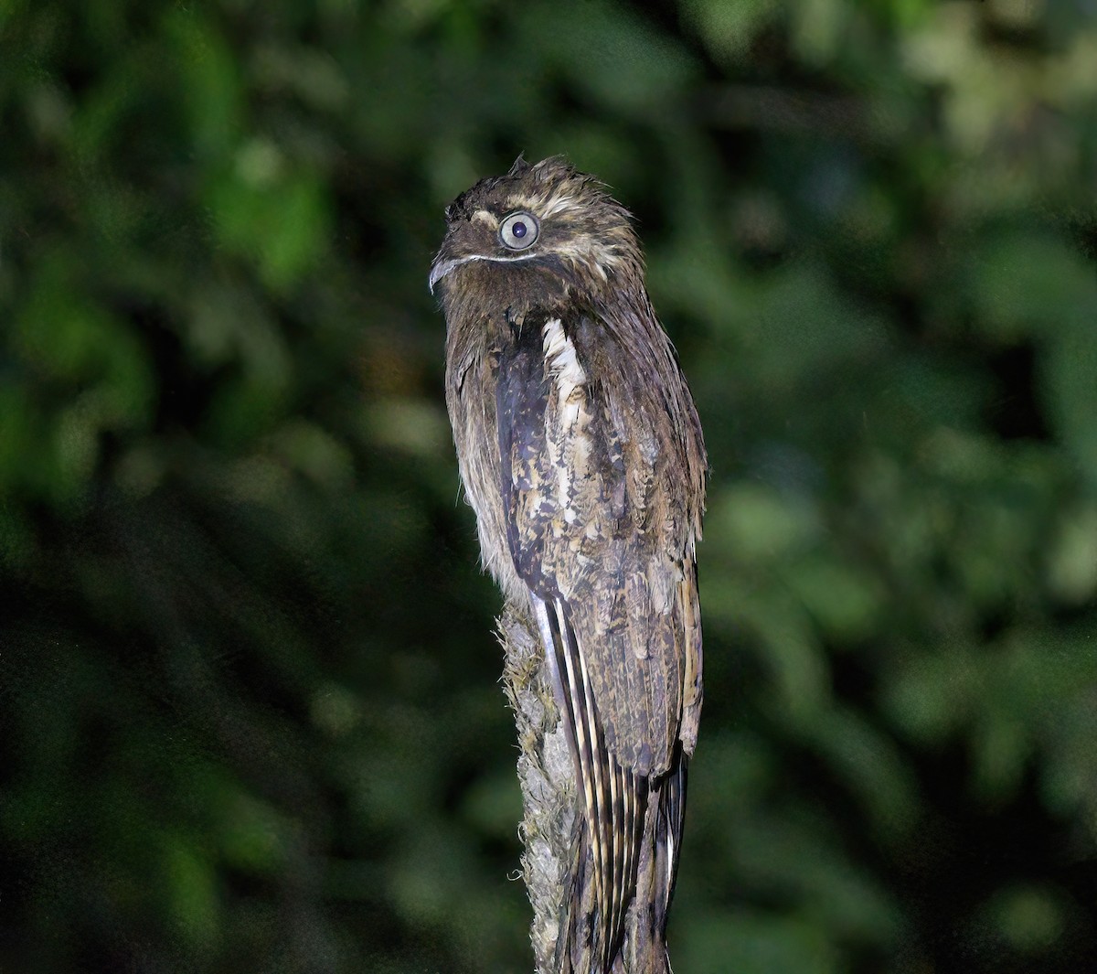 Поту довгохвостий - ML644243070