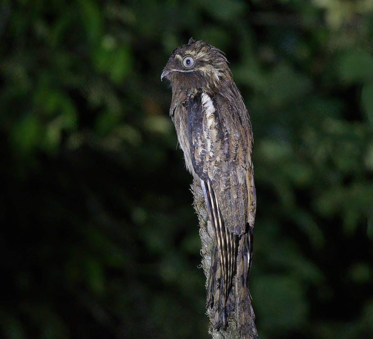 Поту довгохвостий - ML644243072