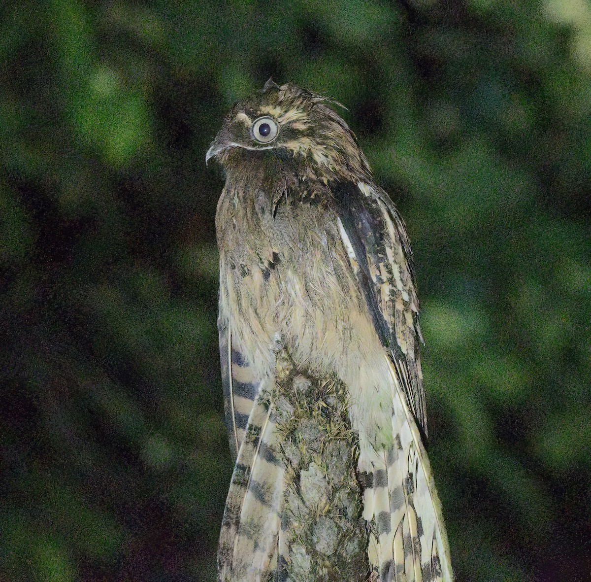 Поту довгохвостий - ML644243073