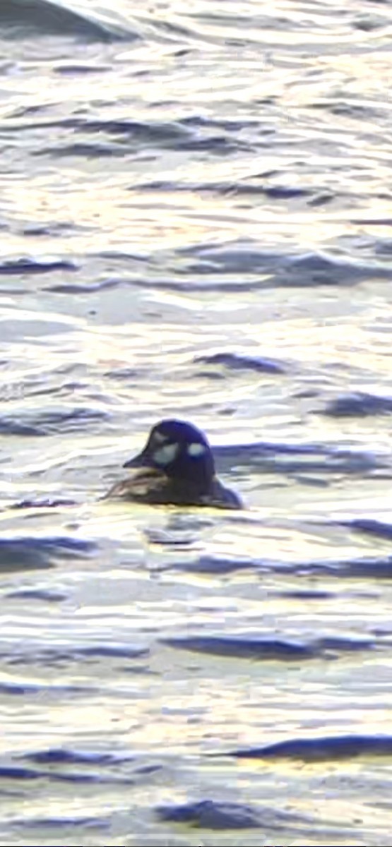 Ahate arlekina - ML644243091