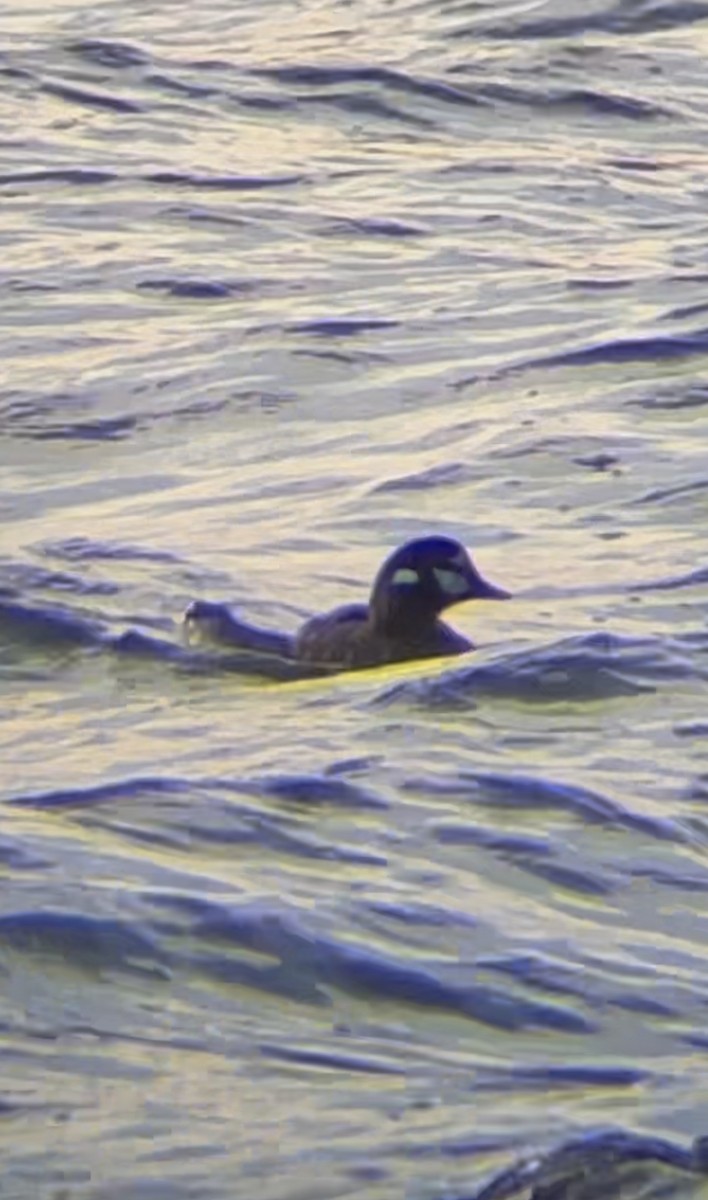 Ahate arlekina - ML644243092