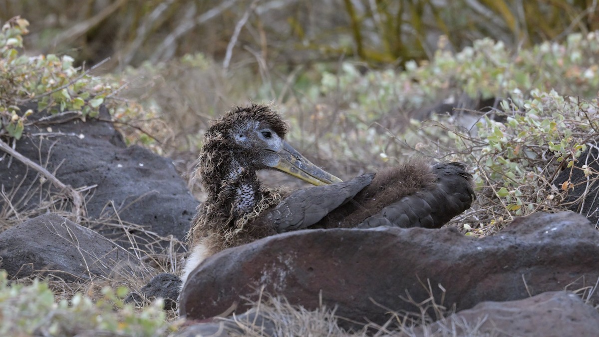 Waved Albatross - ML644243104