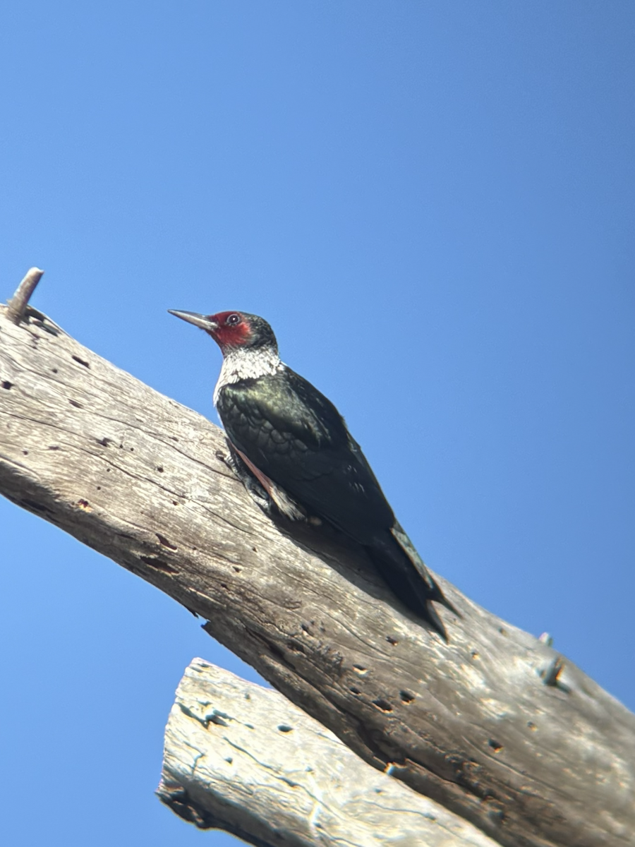 Lewis's Woodpecker - ML644243106