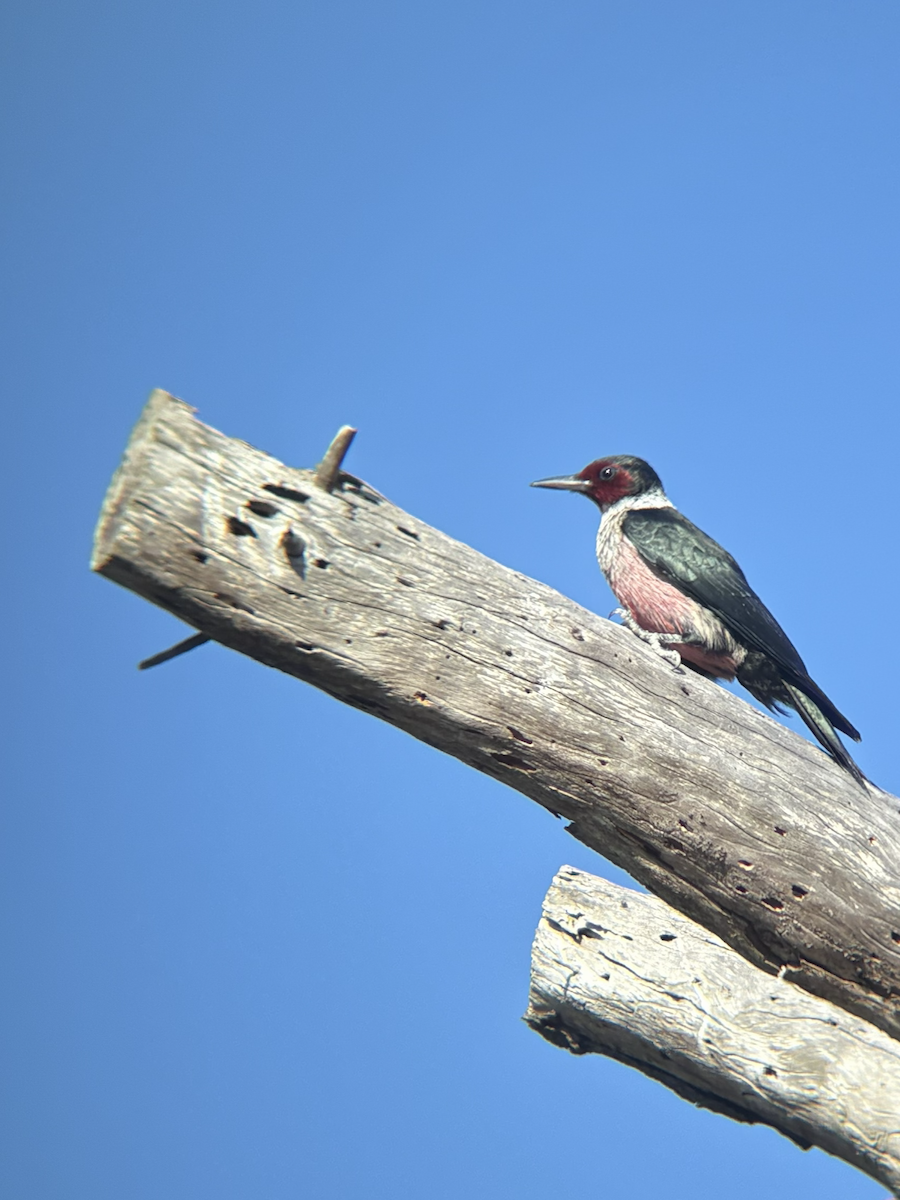 Lewis's Woodpecker - ML644243107