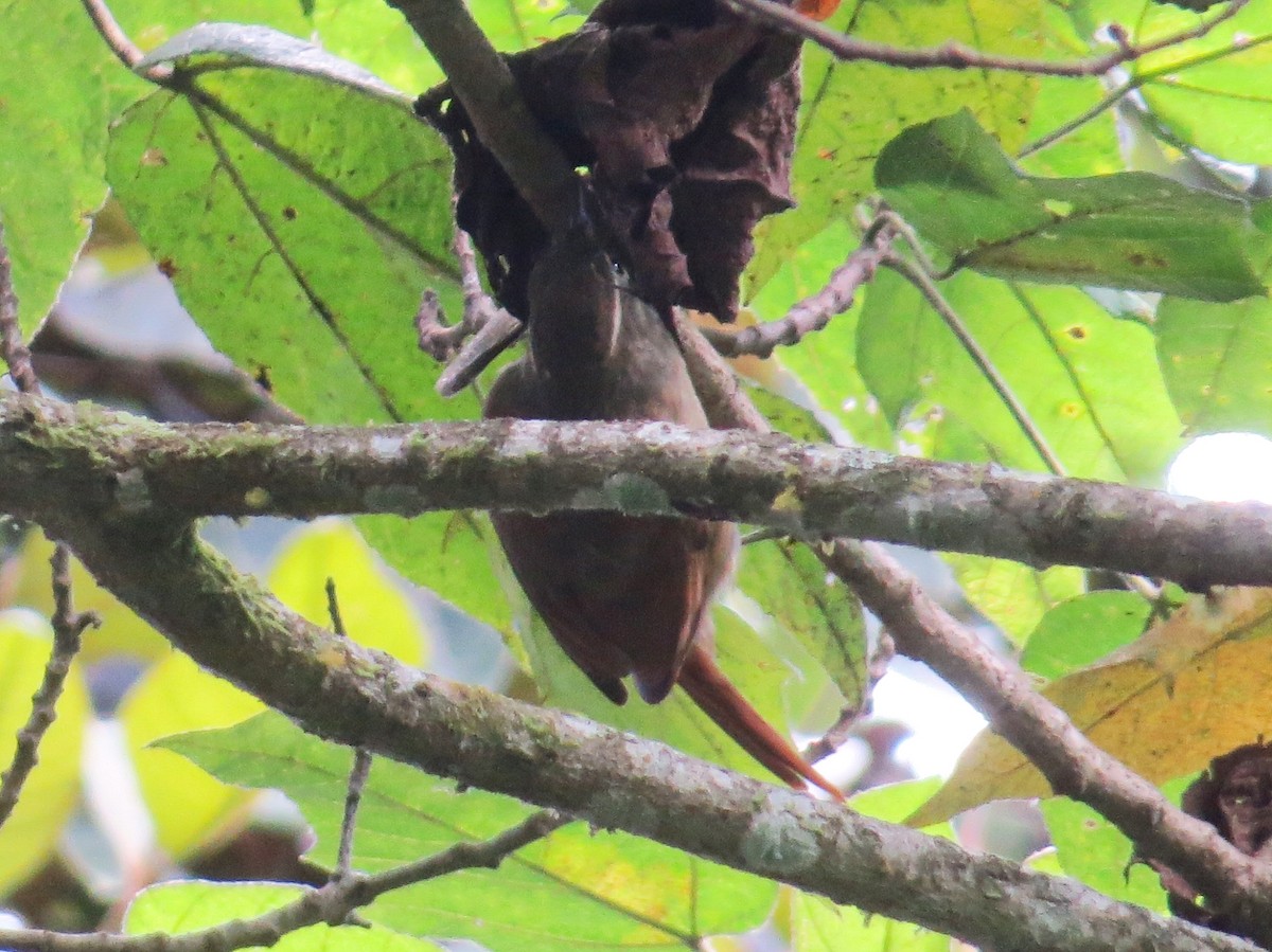 Montane Foliage-gleaner - ML644243111