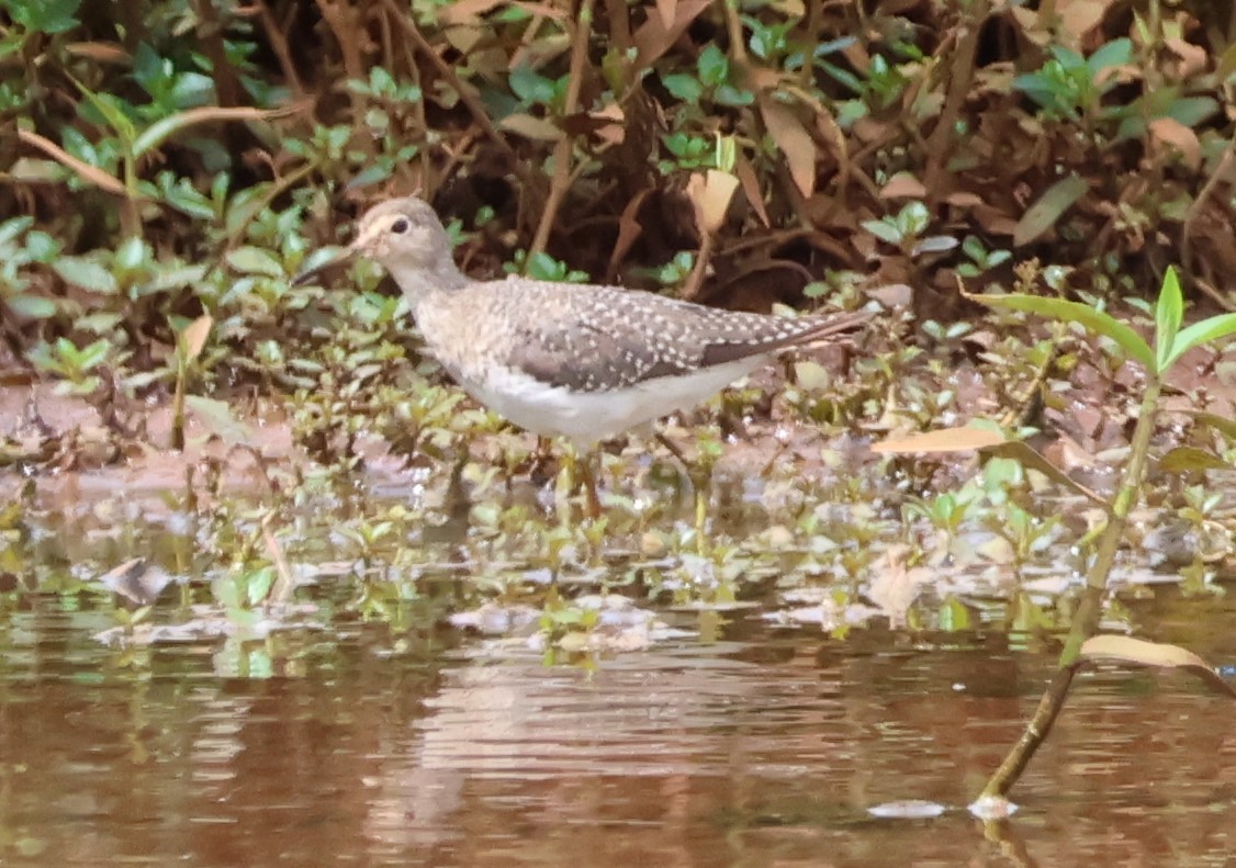 Solitary Sandpiper - ML644243115