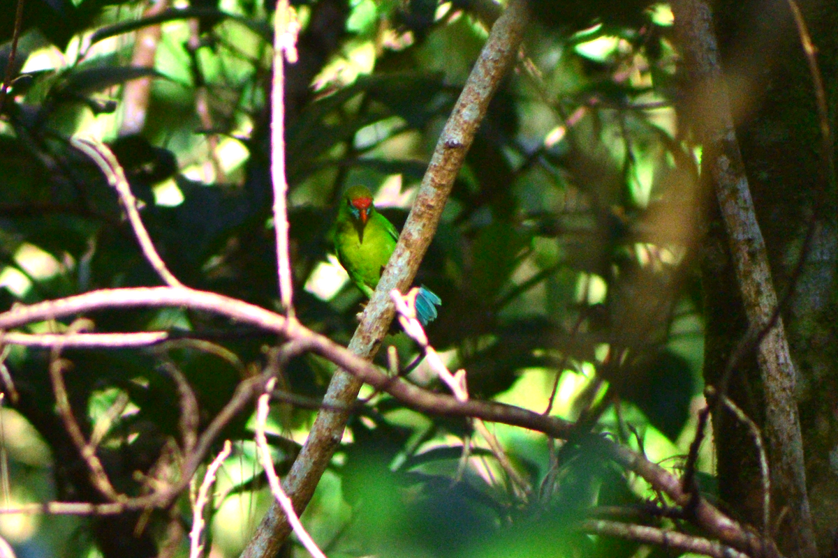 Coryllis des Philippines - ML644243135