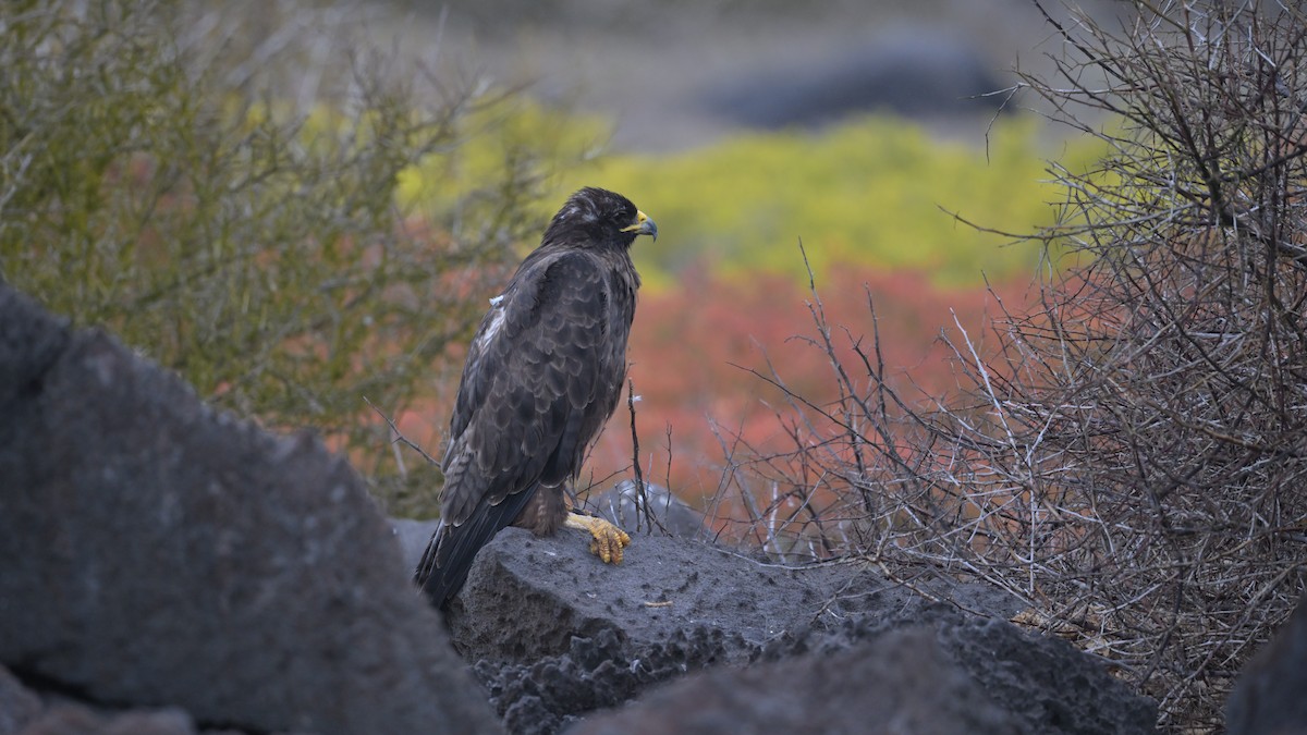 Galapagos Hawk - ML644243143