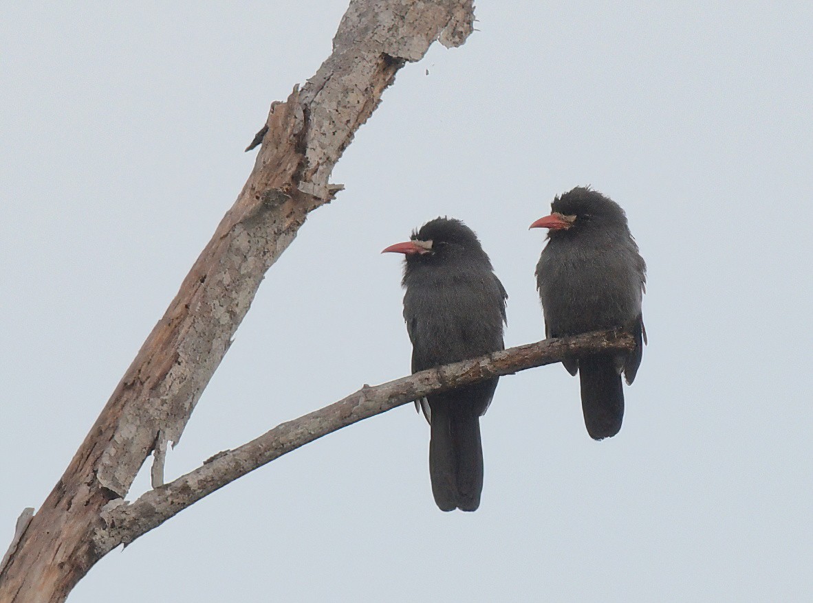 White-fronted Nunbird - ML644243144