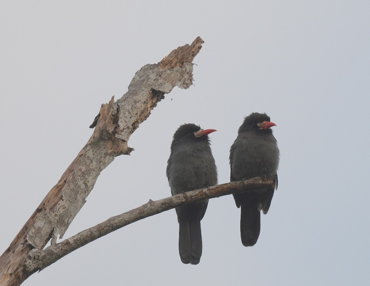 White-fronted Nunbird - ML644243145