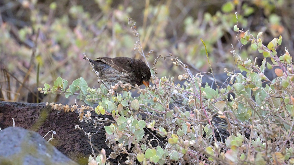 Small Ground-Finch - ML644243161