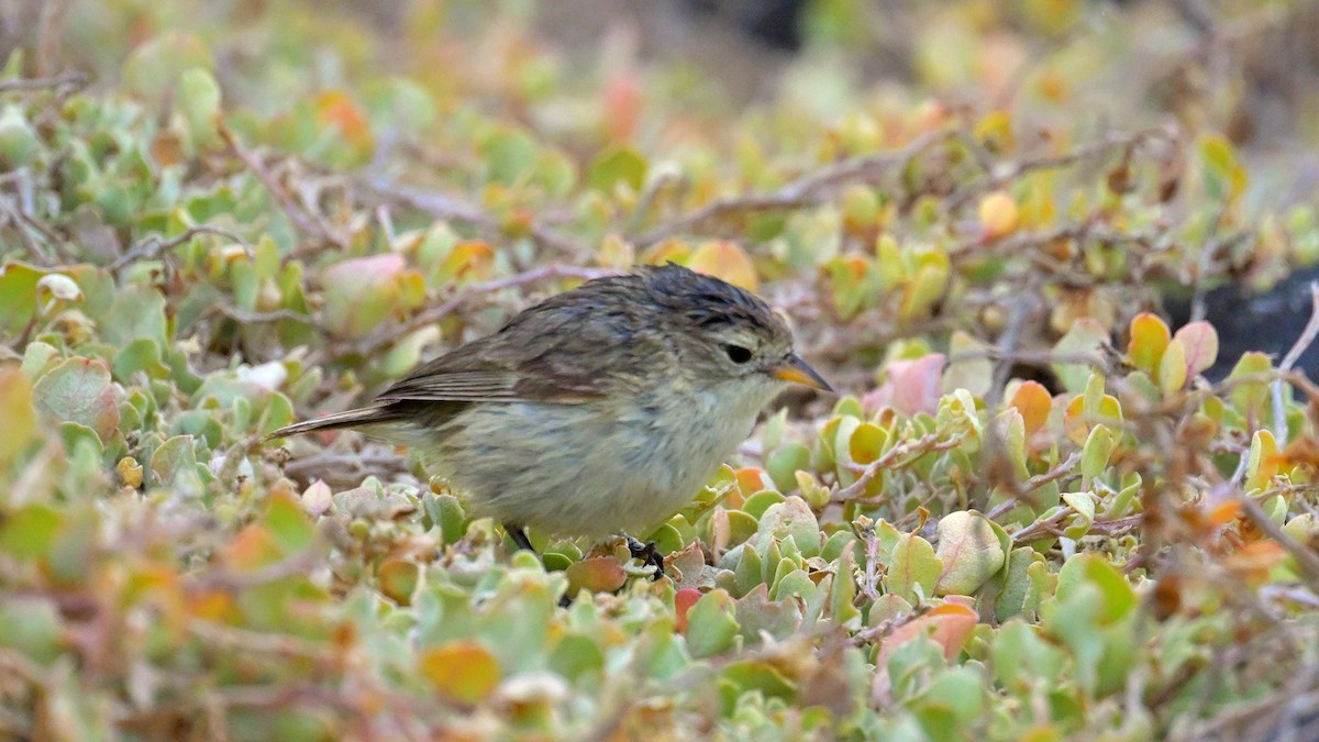 Gray Warbler-Finch - ML644243180