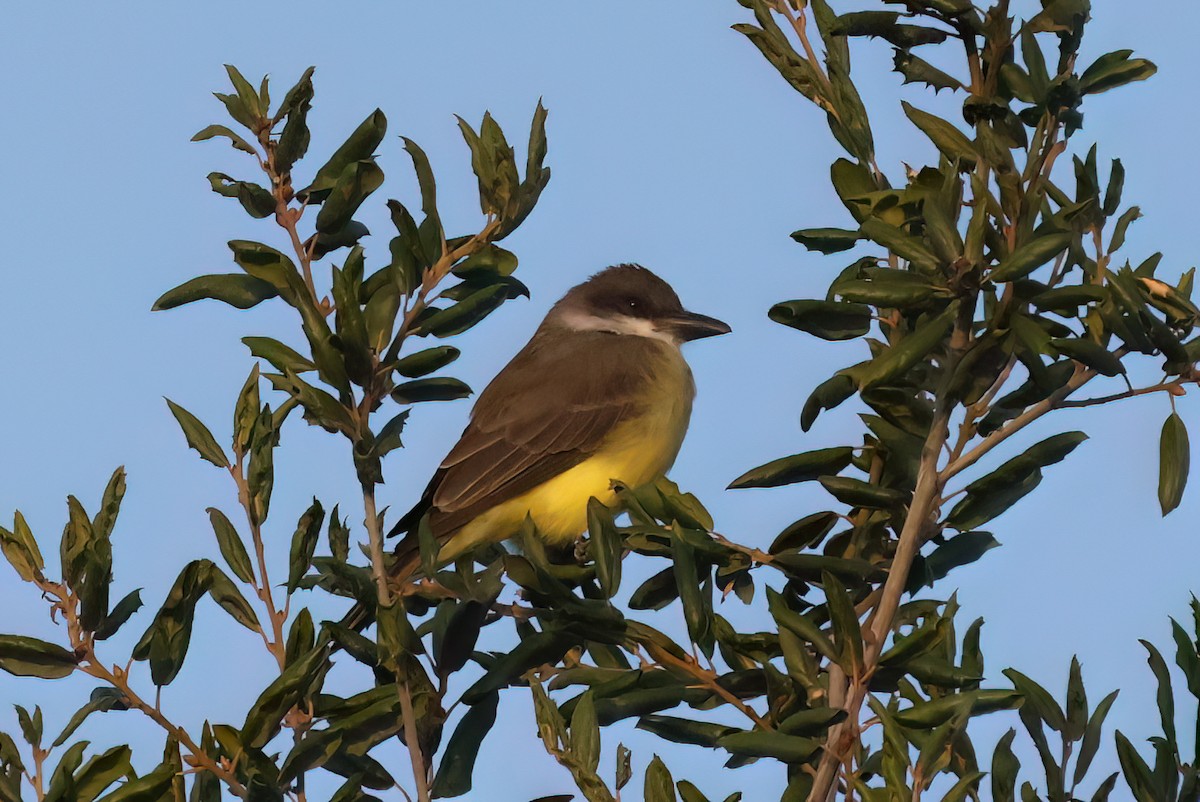 Thick-billed Kingbird - ML644243199