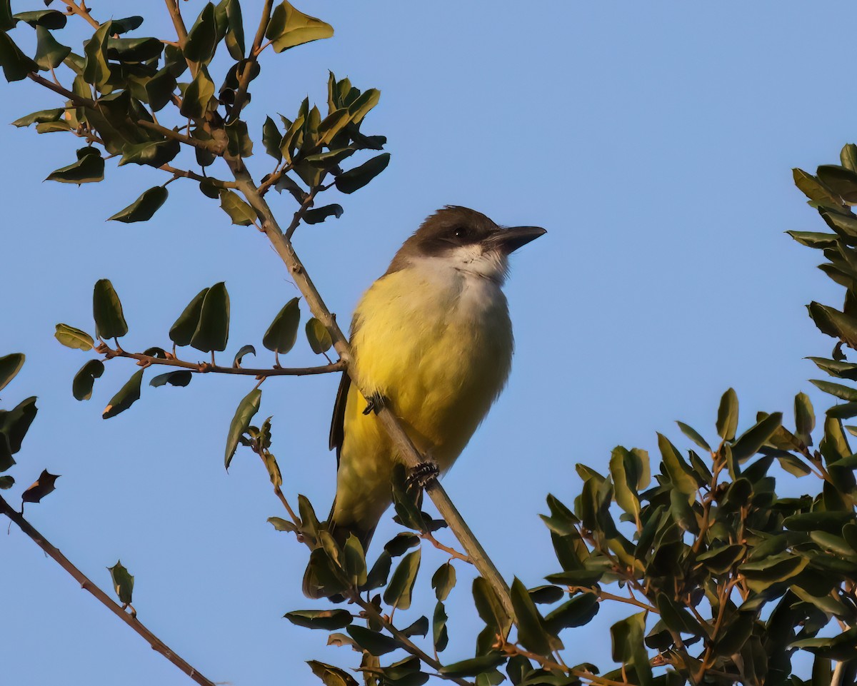 Thick-billed Kingbird - ML644243200