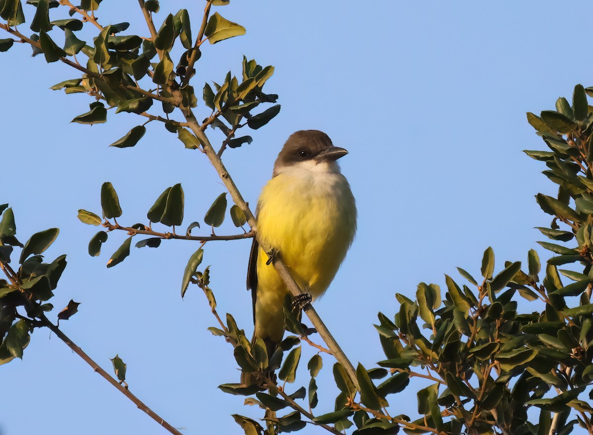 Thick-billed Kingbird - ML644243201