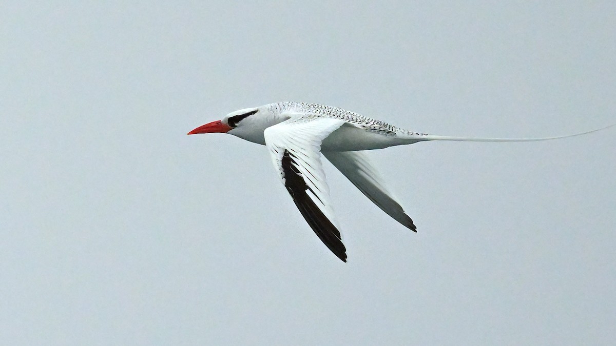 Kırmızı Gagalı Tropikkuşu - ML644243211