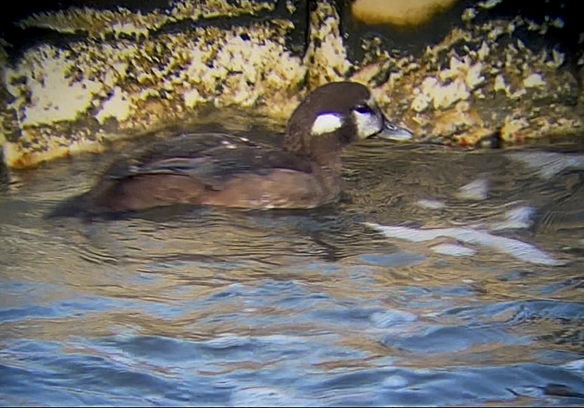 Ahate arlekina - ML644243215