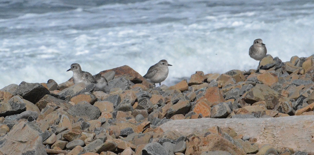 Pivieressa - ML644243224