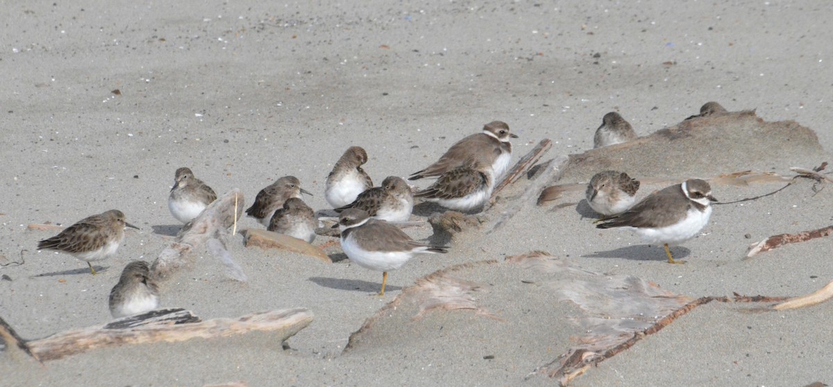 Semipalmated Plover - ML644243232