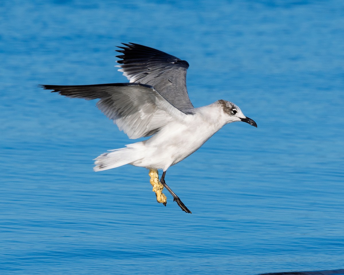 Gaviota Guanaguanare - ML644243239