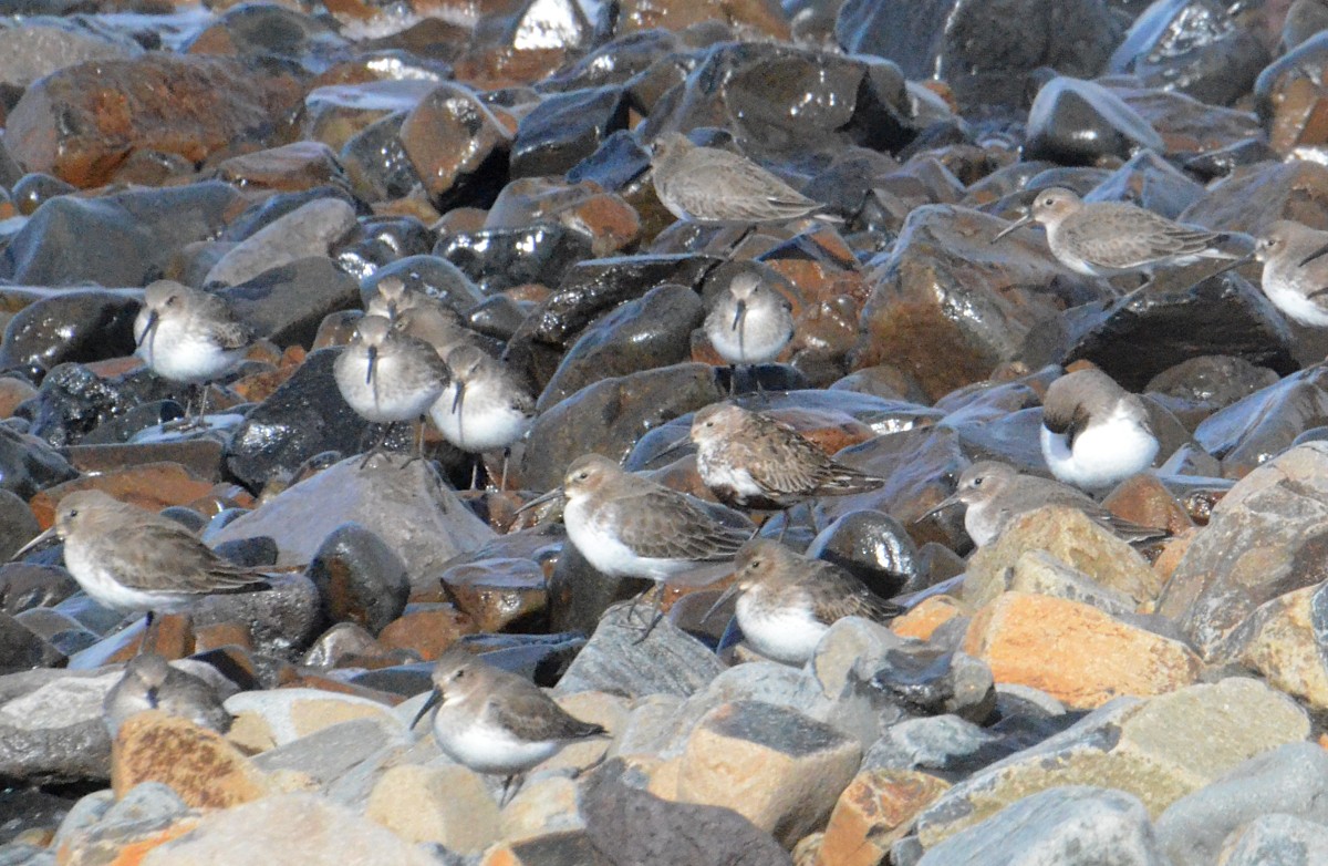 Piovanello pancianera - ML644243242