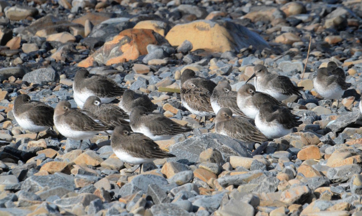 Piovanello pancianera - ML644243243