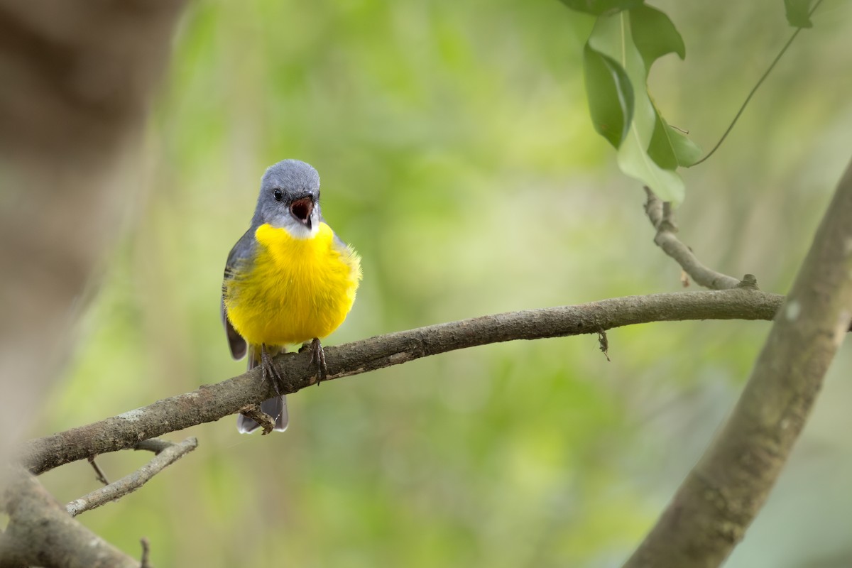 Королець жовтий - ML644243252