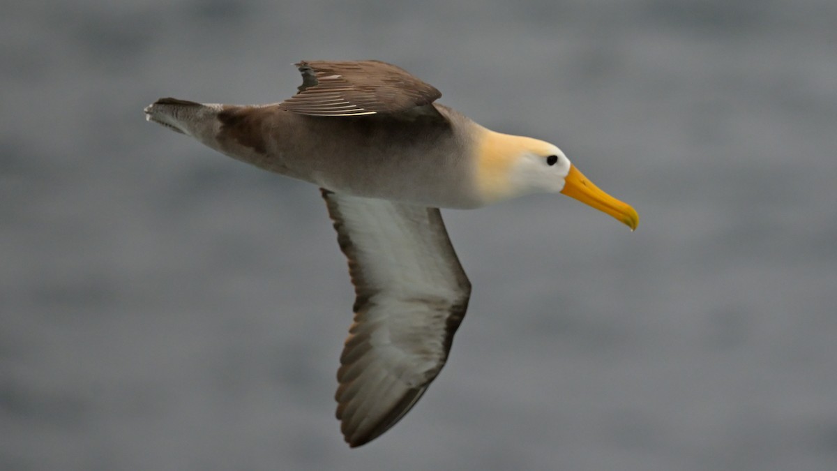 Waved Albatross - ML644243253