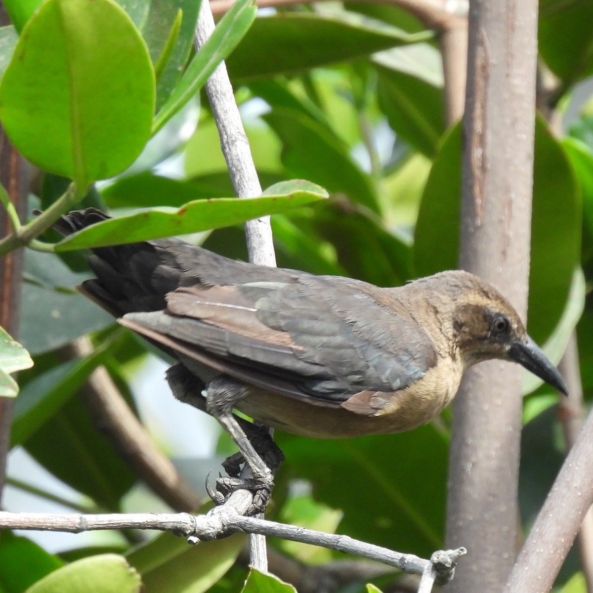 Great-tailed Grackle - ML644243256