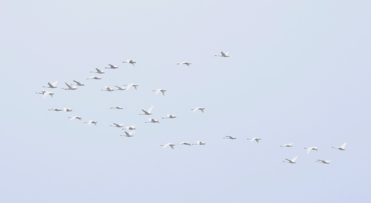 Trumpeter/Tundra Swan - ML644243266