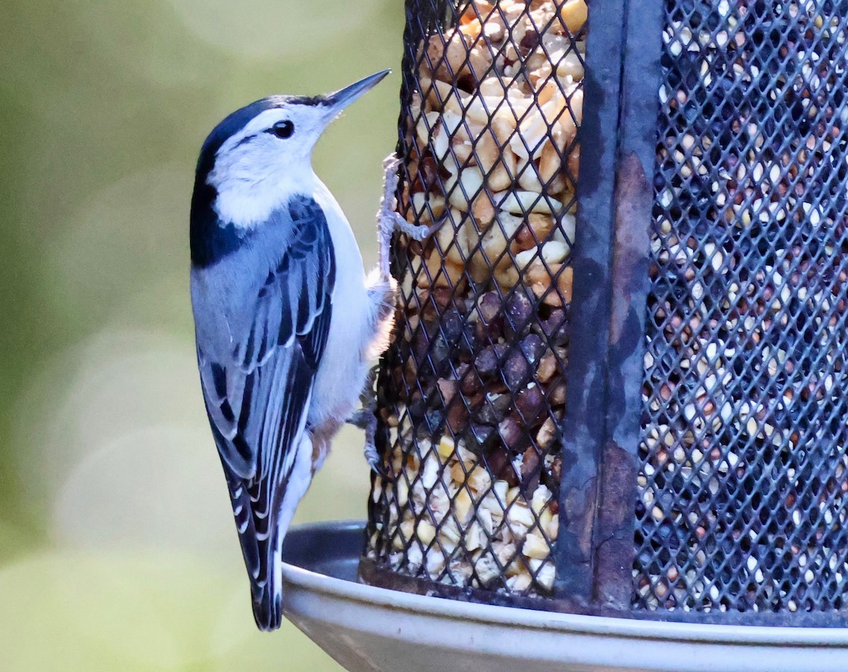 White-breasted Nuthatch - ML644243271
