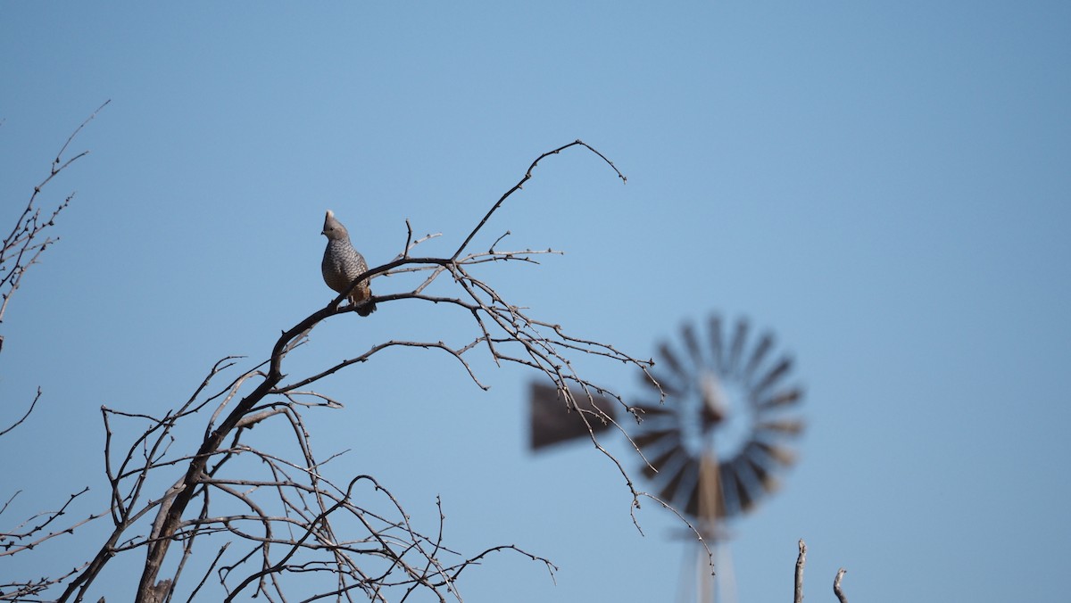 Scaled Quail - ML644243306