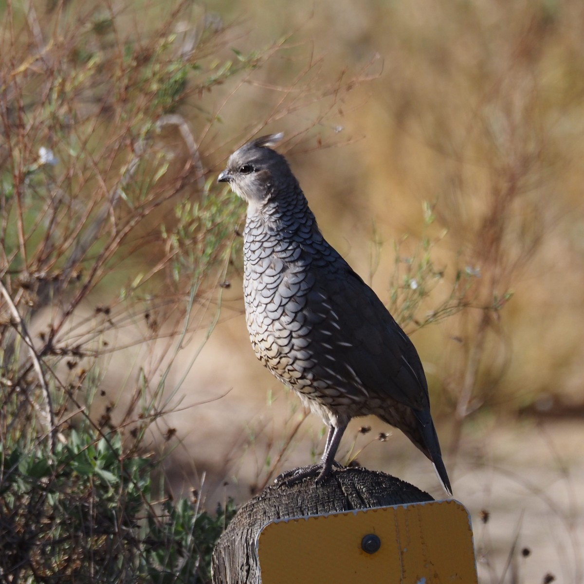 Scaled Quail - ML644243307