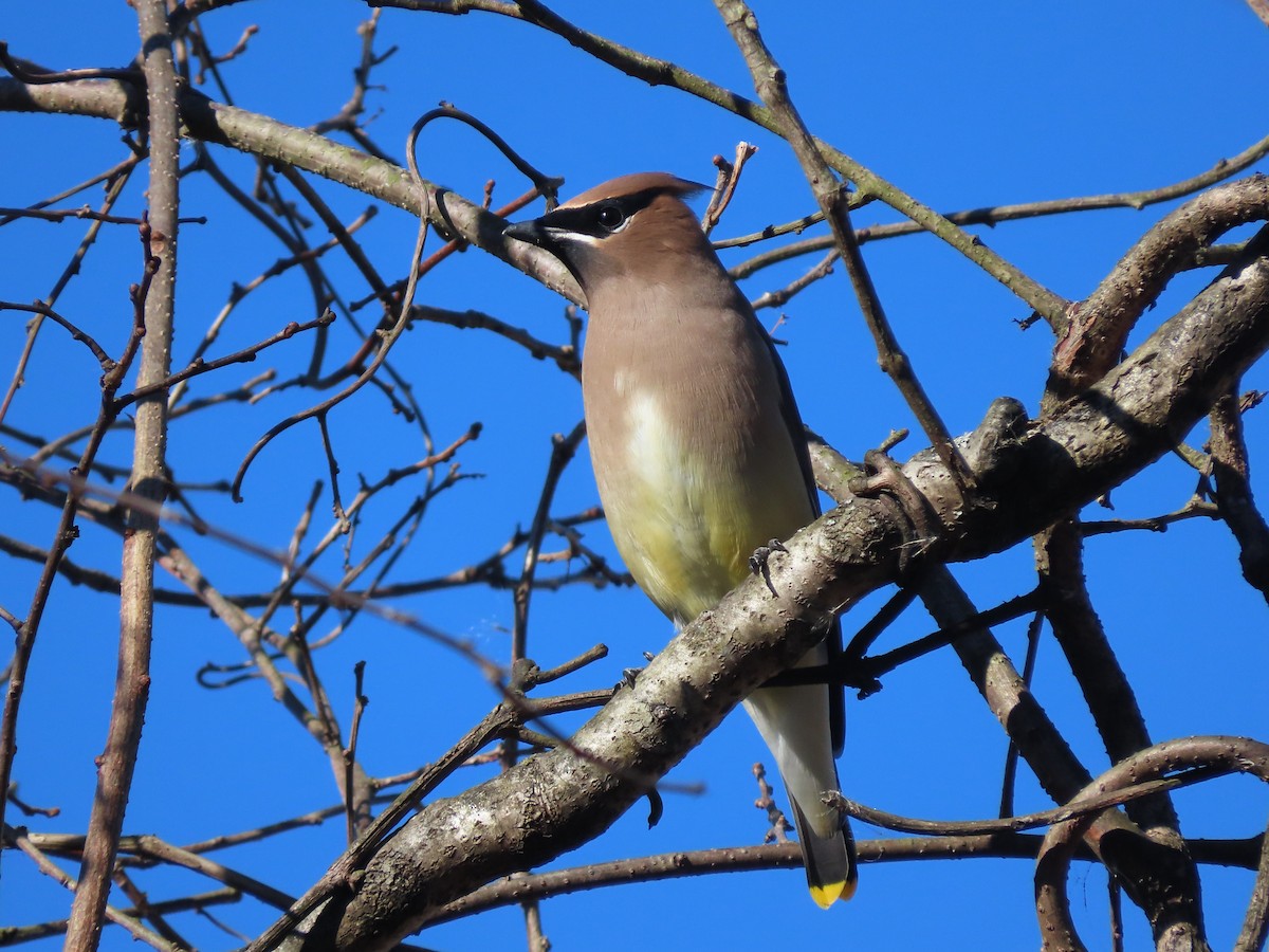 Cedar Waxwing - ML644243309
