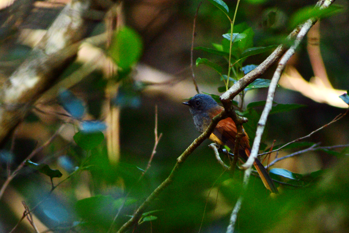 Blue-headed Fantail - ML644243379
