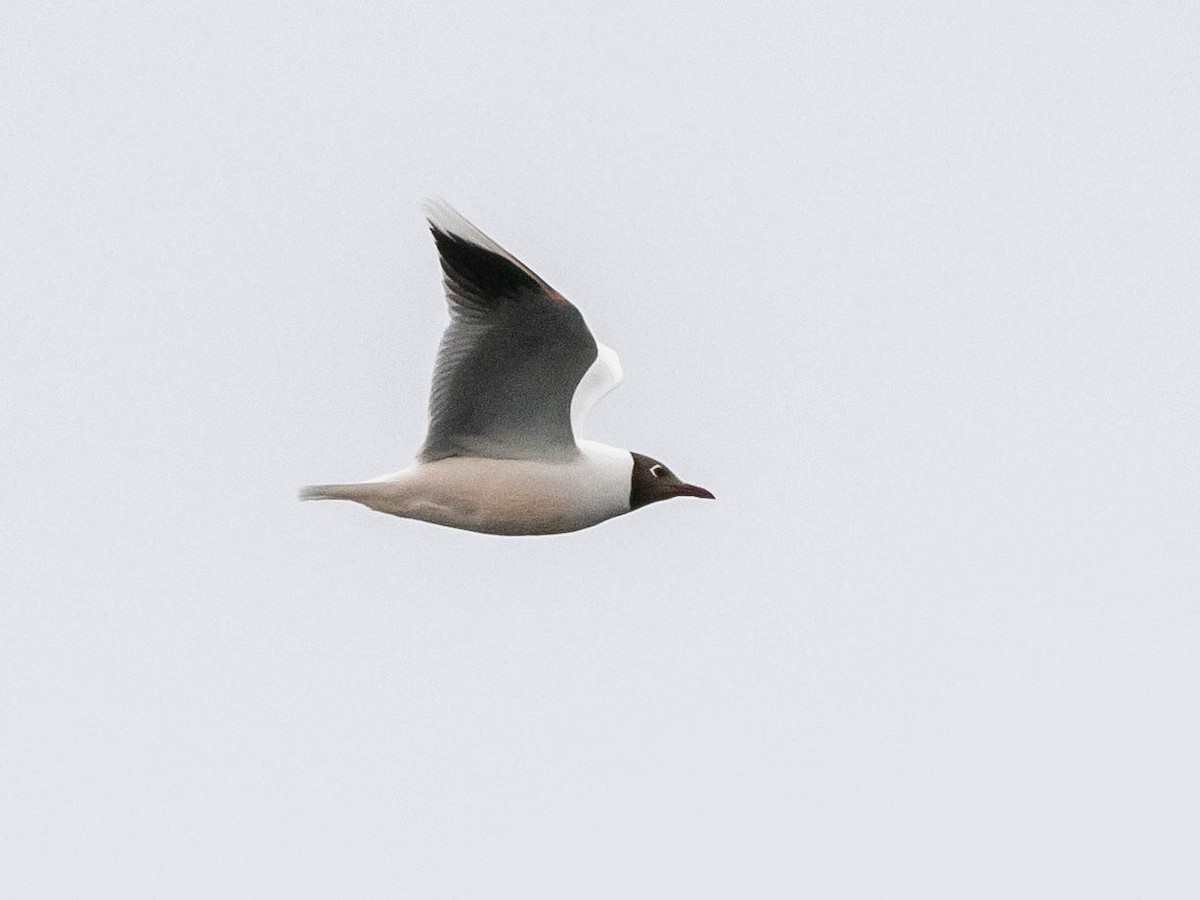 Brown-hooded Gull - ML644243386