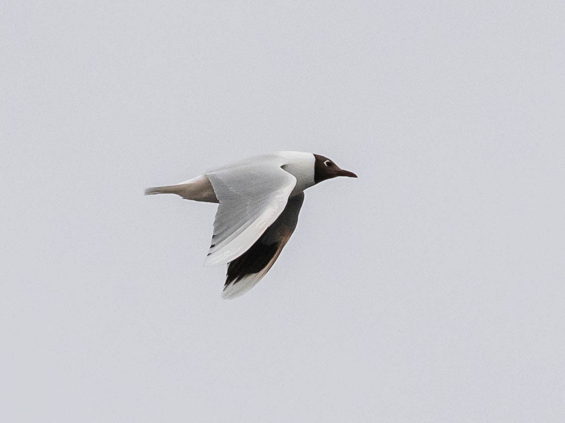Brown-hooded Gull - ML644243392