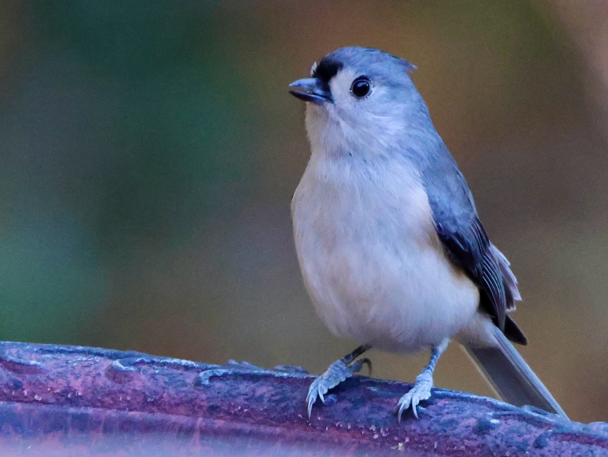 Tufted Titmouse - ML644243422