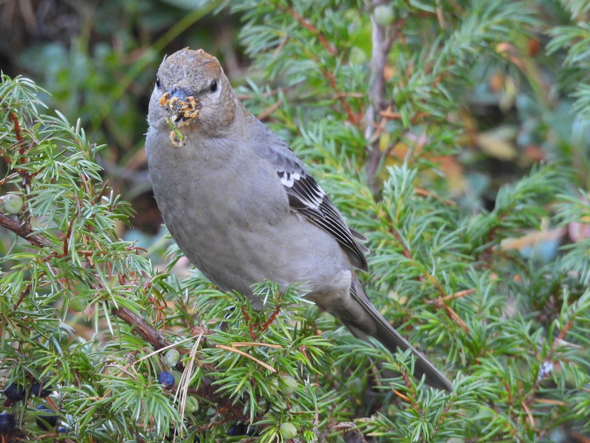 Pinu-gailupa - ML644243447