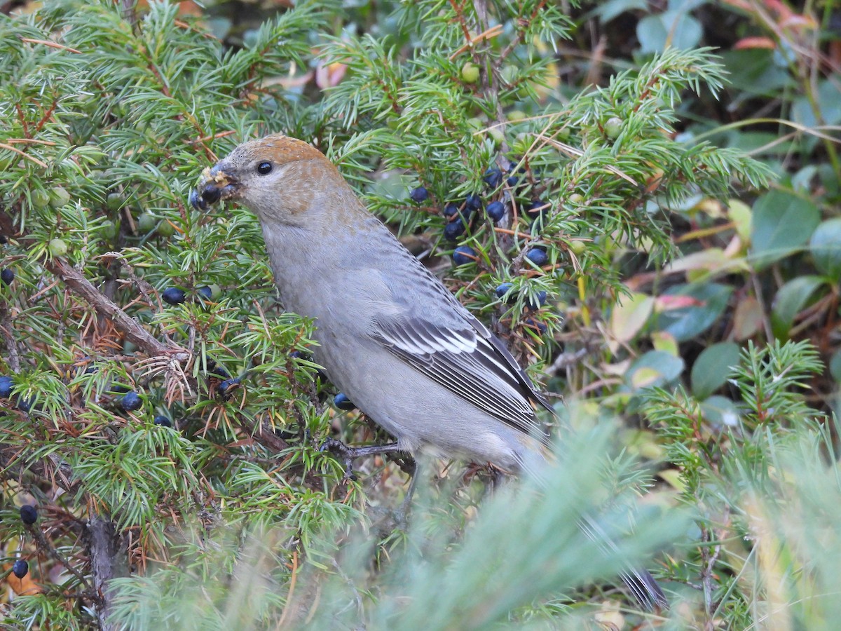 Pinu-gailupa - ML644243448