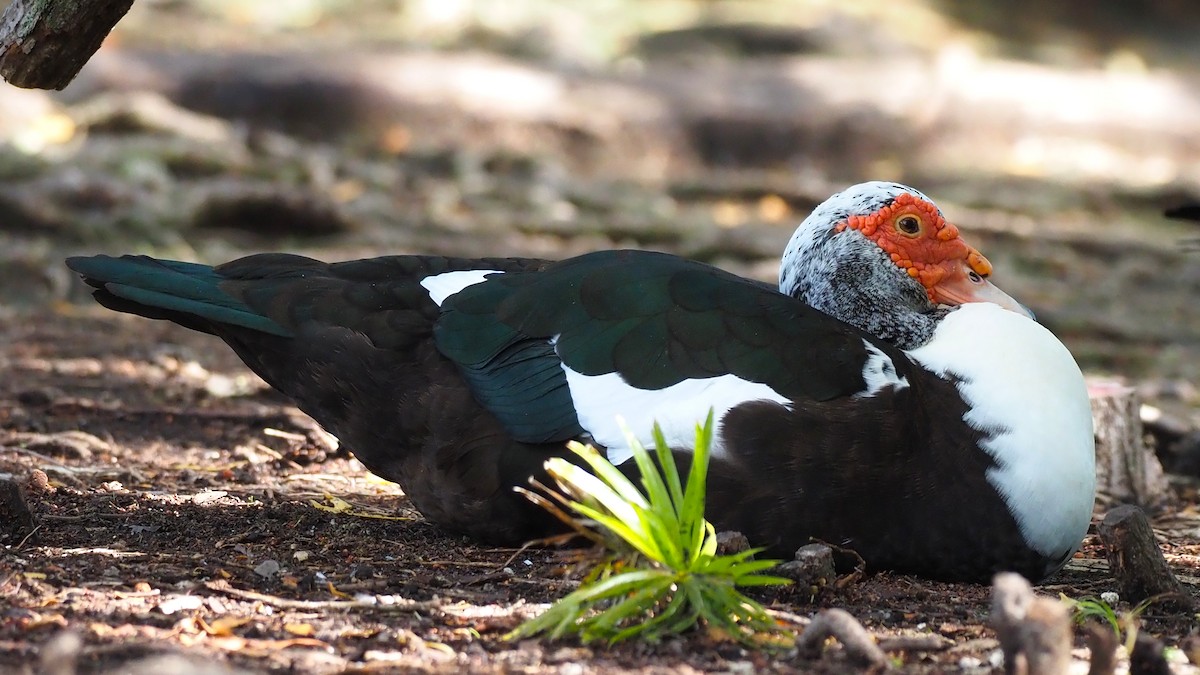 ノバリケン（家畜） - ML644243486