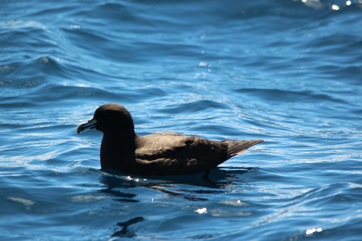 Beyaz Gıdılı Yelkovan - ML644243503