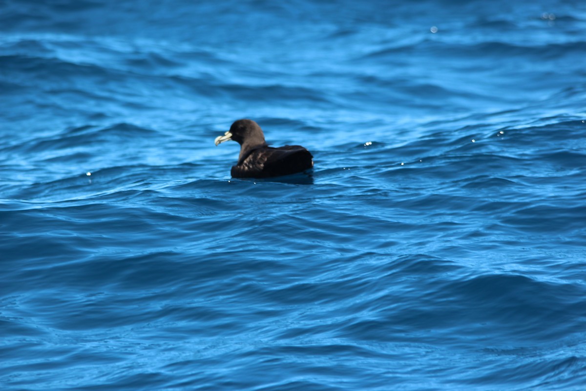 Beyaz Gıdılı Yelkovan - ML644243504