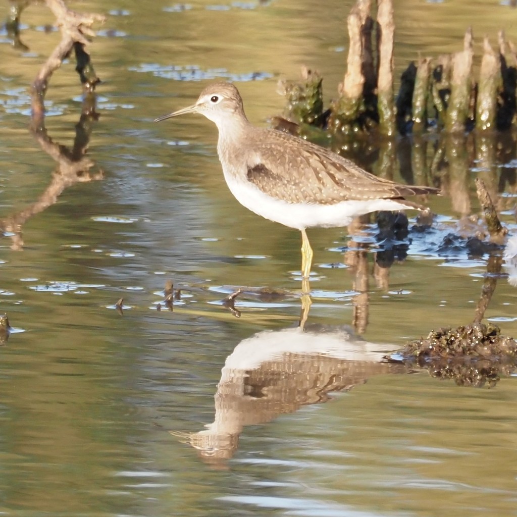 Solitary Sandpiper - ML644243512