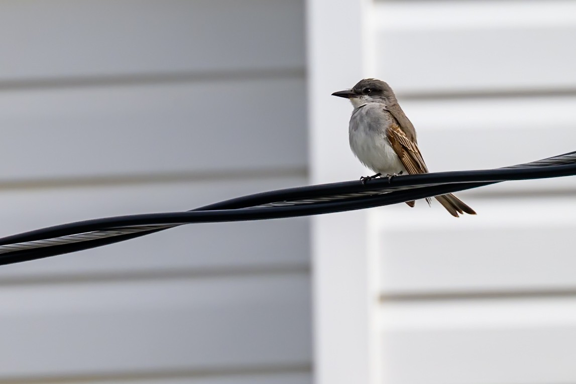 Gray Kingbird - ML644243517